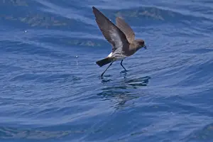 Critically Endangered Prints: New Zealand Storm-petrel (Oceanites maorianus) adult