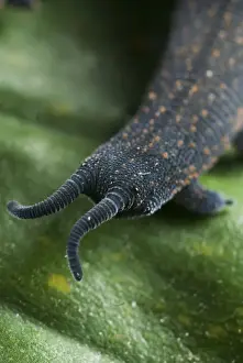 Antennae Prints: New Zealand Velvet-worm (Peripatoides novaezealandiae) adult
