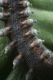 New Zealand Velvet-worm (Peripatoides novaezealandiae) adult, ventral view of legs, New Zealand