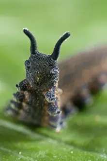 New Zealand Velvet-worm (Peripatoides novaezealandiae) adult, ventral view of legs and mouth parts, New Zealand