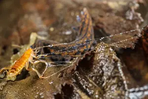 New Zealand Velvet-worm (Peripatoides novaezealandiae) adult, with cockroach larva prey immobilized in sticky fluid