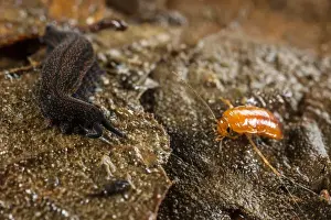 New Zealand Velvet-worm (Peripatoides novaezealandiae) adult, with cockroach larva prey immobilized in sticky fluid