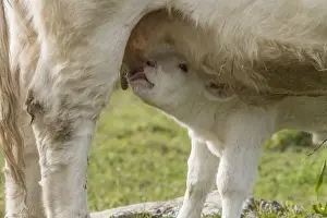 Drinking Prints: Newly born Charolais calf suckling from mothers udder - Extremadura, Spain