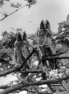 Owls Prints: Newly fledged Long-eared Owls. May 1940 near Kings Lynn Norfolk taken using a Sanserson Camera witha Tessar 21cm lens