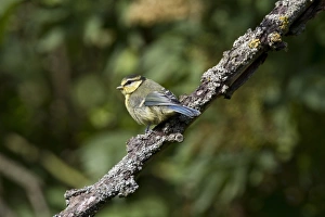 Blue Prints: Newly fledged young blue tit