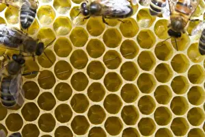 Newly layed eggs in queen cups. A virgin queen will develop from a fertilized egg