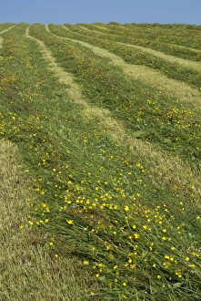 : Newly mowed grass in traditional upland hay meadow, Cumbria, England, July