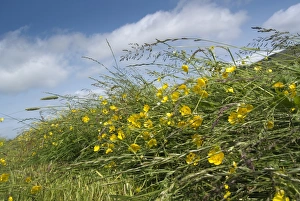 : Newly mowed grass in traditional upland hay meadow, Cumbria, England, July