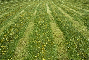 : Newly mowed grass in traditional upland hay meadow, Cumbria, England, July