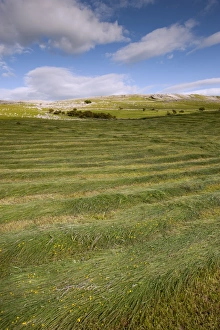 : Newly mowed upland hay meadow, Cumbria, England, June