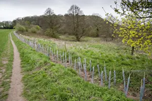 Protects Prints: Newly planted hedge, saplings protected with plastic sleeves