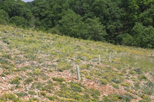 Tubes Prints: Newly planted oak trees in truffle orchard