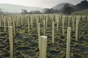 Protects Prints: Newly planted tree saplings protected with plastic sleeves