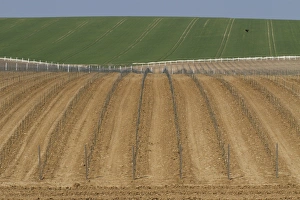 Vine Prints: Newly planted vineyard, Rathfinny Estate