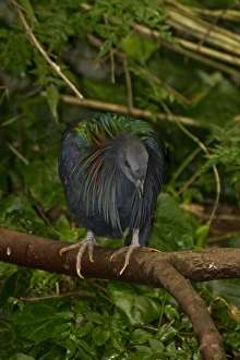 Nicobar Pigeon