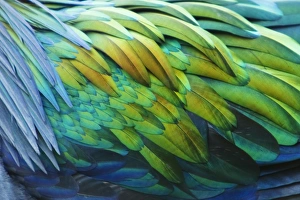 Details Prints: Nicobar Pigeon (Caloenas nicobarica) adult