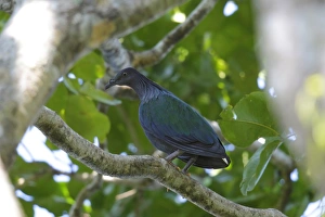 Nicobar Pigeon (Caloenas nicobarica) adult, perched on branch, Restorf Island, Kimbe Bay, West New Britain Province