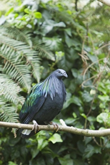 Nicobar Pigeon (Caloenas nicobarica) adult, perched on twig, Durrell Wildlife Park (Jersey Zoo)
