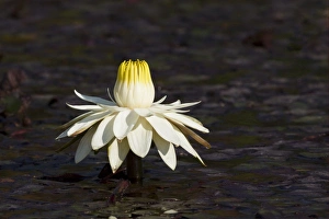 Swamps Prints: Night-blooming Waterlily (Nymphaea lotus) flower