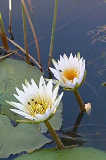 Swamps Prints: Night-blooming Waterlily (Nymphaea lotus) flowering
