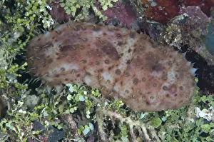 West Papua Prints: Night-wandering Sea Cucumber (Stichopus noctivagus) adult