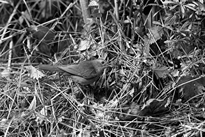 Eric Prints: Nightingale at nest, Eyke Suffolk. Taken by Eric Hosking in 1936