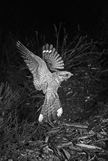 Eric Prints: Nightjar, July 1949, Brand 17 Camera