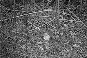 Eric Prints: Nightjar with mouth open- Staverton Park Suffolk. Taken by Eric Hosking in 1945