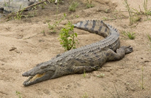 South Africa Prints: Nile Crocodile (Crocodylus niloticus) adult, resting beside river, Kruger N. P