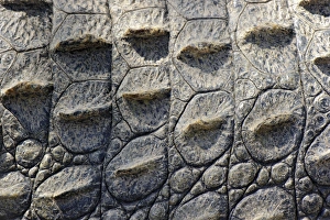 Details Prints: Nile Crocodile (Crocodylus niloticus) adult, close-up of skin, South Africa (captive)