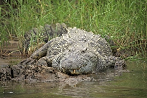 Nile Crocodile (Crocodylus niloticus) adult, resting on riverbank, St. Lucia Wetland Park, iSimangaliso Wetland Park