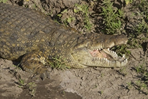 Nile Crocodile (Crocodylus niloticus) adult, close-up of head and front leg, with mouth open, resting on riverbank