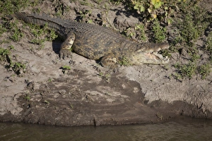 Nile Crocodile (Crocodylus niloticus) adult, with mouth open, resting on riverbank, Talek River, Masai Mara, Kenya