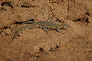 River Bank Prints: Nile Monitor (Varanus niloticus) adult, on riverbank, Niokolo-Koba, Senegal, february