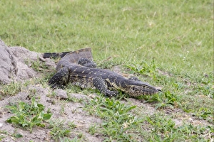 Semi Aquatic Prints: Nile Monitor (Varanus niloticus) adult, walking, Okavango Delta, Botswana