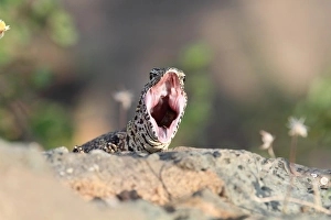 Nile Monitor (Varanus niloticus) adult, with mouth wide open, Kruger N. P. South Africa