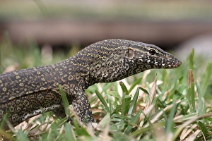 Semi Aquatic Prints: Nile Monitor (Varanus niloticus) immature