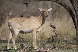 Rajasthan Prints: Nilgai (Boselaphus tragocamelus) adult female