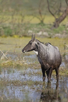 Rajasthan Prints: Nilgai (Boselaphus tragocamelus) adult male