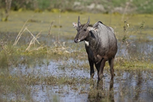 Nilgai (Boselaphus tragocamelus) adult male, feeding on waterplants, standing in wetland, Keoladeo Ghana N. P