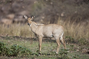 Rajasthan Prints: Nilgai (Boselaphus tragocamelus) immature male