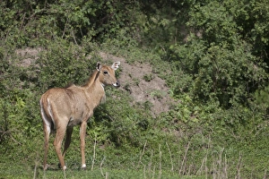 Rajasthan Prints: Nilgai (Boselaphus tragocamelus) young