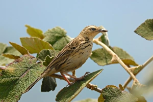 Gather Prints: Nilgiri Pipit (Anthus nilghiriensis) adult