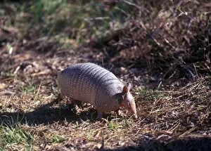 Insectivore Prints: Nine-banded Armadillo (Dasypus novemcinctus) Florida