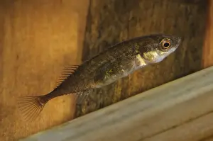 Thames Estuary Prints: Nine-spined Stickleback (Pungitius pungitius) adult