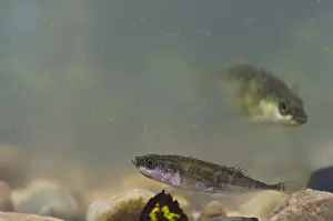 Nine-spined Stickleback (Pungitius pungitius) adult, swimming over gravel