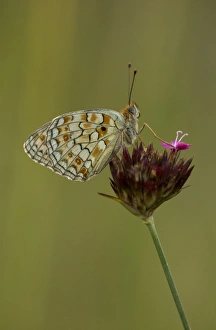 Southeastern Europe Prints: Niobe Fritillary (Argynnis niobe) adult, resting on flowerhead, Bulgaria, July