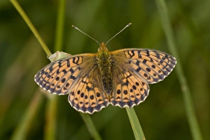 Fritillaries Prints: Niobe Fritillary (Argynnis niobe) adult, resting, Auvergne, France, August