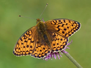 Nectar Prints: Niobe Fritillary (Argynnis niobe) adult male