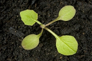 Seedling Prints: Nipplewort, Lapsana communis, seedling with one true leaf